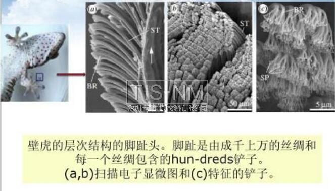 壁虎腳趾微觀結(jié)構(gòu)