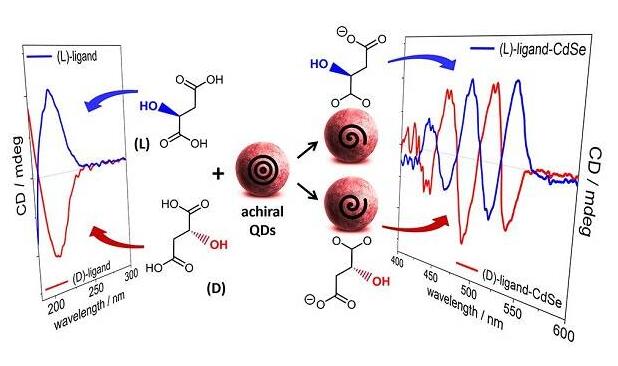 手性無巰基羧酸功能化CdSe量子點(diǎn)：解密配體誘導(dǎo)手性的結(jié)構(gòu)要求