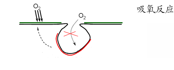 吸氧反應(yīng)—孔內(nèi)缺氧、孔外富氧—供氧差異電池