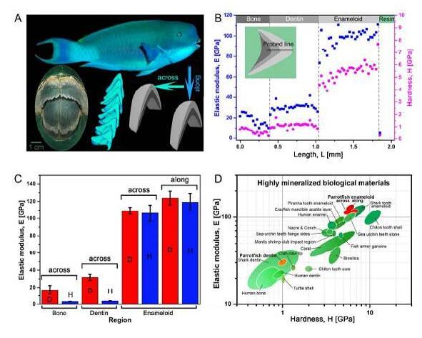 ACS Nano：鸚哥魚(yú)牙齒的微觀結(jié)構(gòu)研究——堅(jiān)硬的生物礦石