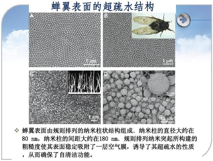 蟬翼表面的超疏水結(jié)構(gòu)